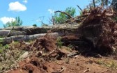 Homem é preso por desmatar área de proteção ambiental no Paraná