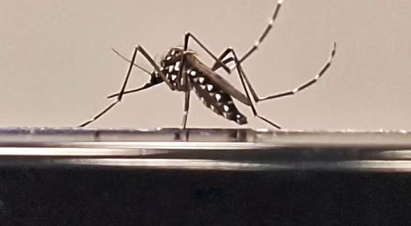 Saúde amplia investimento em tecnologia para combate ao Aedes aegypti e espera fornecer vacina nacional contra dengue em 2026