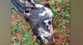 Carcaça de vaca é encontrada em parque ambiental
