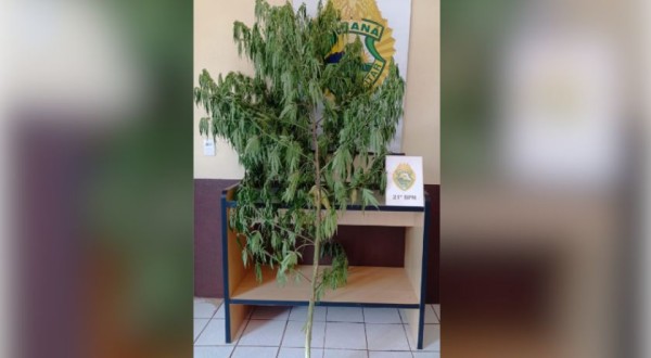 Polícia Militar apreende planta de maconha em Residência em Marmeleiro