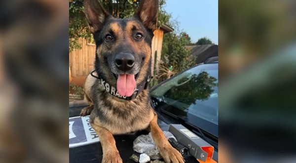 K9 Raio é afastado das operações por problemas de saúde após trajetória marcante na Polícia Civil