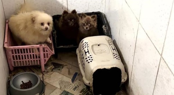 Cinquenta cães da raça Spitz alemão são resgatados em situação de maus-tratos