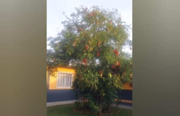 Biólogo alerta sobre Falso-Pau-Brasil, divulgado em matéria do portal em escola municipal