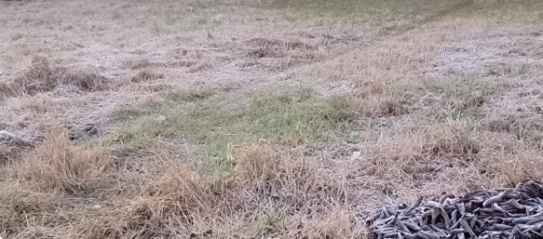 Segunda-feira começa gelada em Francisco Beltrão