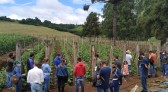 Agricultores de Beltrão conhecem produção de pepino em Santo Antonio do Sudoeste