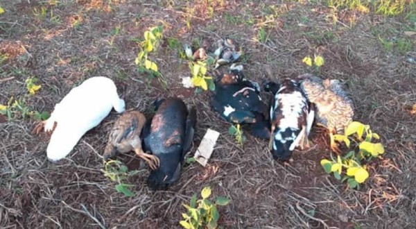 Animais são encontrados mortos em lavoura no interior
