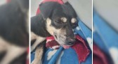 MPSC denuncia mulher por enterrar cachorrinha prenhe viva em Joinville