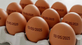 Governo volta atrás e suspende determinação de carimbar data de validade em ovos