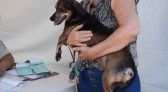 Município realiza castração de animais para tutores de baixa renda