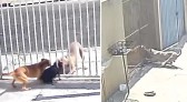 Cão da raça pitbull foge de casa e ataca cães que estavam dentro de outra casa, pelo vão do portão, no PR