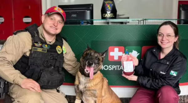 Cão policial faz doação de sangue para salvar cadela atropelada