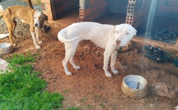 Polícia Civil resgata cães que sofriam maus-tratos