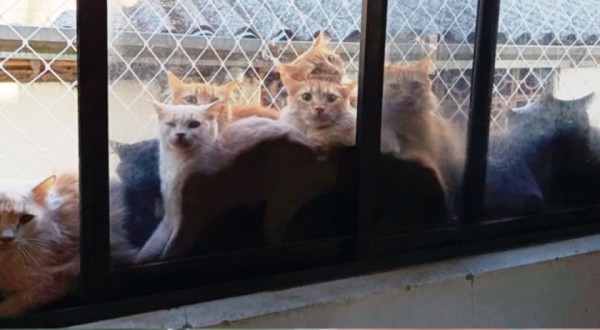 Resgate de mais de 400 gatos em Concórdia pode custar até R$ 500 mil ao município