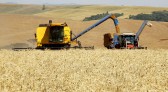 Reajuste no trigo vai impactar no preço do pão francês