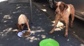 Cães abandonados circulam pelo Centro de Beltrão