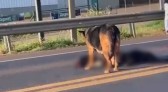 Cadela chora e se recusa a deixar ‘aumigo’ morto atropelado na BR-282