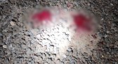Homem é detido suspeito de matar e enterrar cachorro