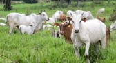 Prazo para atualização obrigatória de rebanhos começa em 1º de maio no Paraná