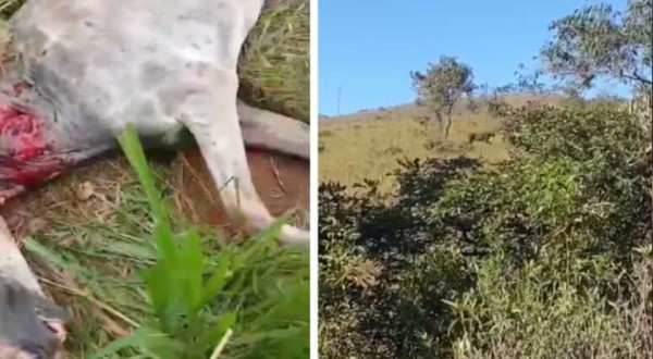 Moradores suspeitam que onça-parda tenha atacado cavalo