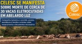 Companhia elétrica de Santa Catarina se manifesta sobre caso de animais mortos