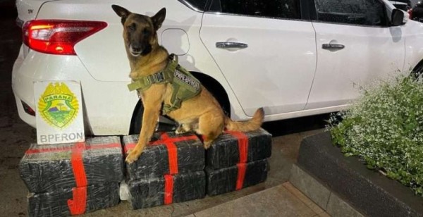 Polícia apreende 193 kg de maconha após perseguição; motorista é preso 