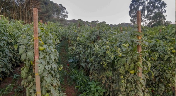 Paraná tem 3º maior rebanho de coelhos do País