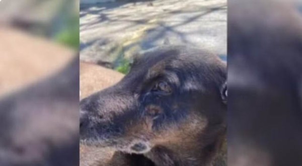 Caso Orelha: corpo de cão é exumado e novo laudo deve esclarecer morte