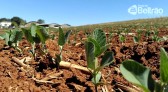 Cresol aumenta em 45% os recursos para produtores rurais no Plano Safra 23/24