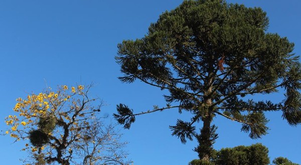 Meio Ambiente realiza atividades alusivas ao Dia da Árvore