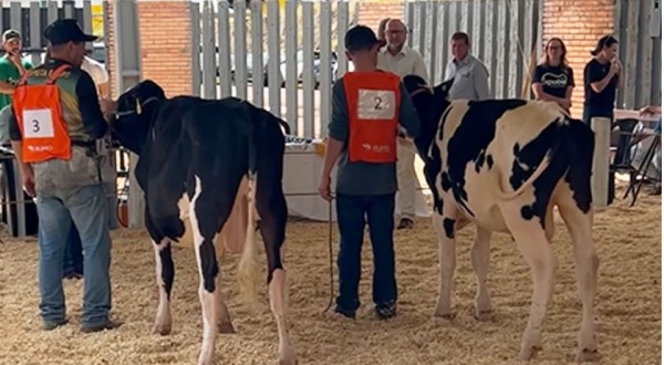 Expobel destaca força da pecuária leiteira com julgamento da raça Holandesa