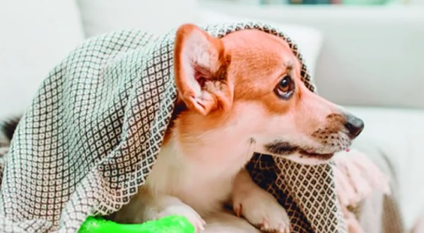 Gripe canina e felina: como identificar e quais os principais cuidados?