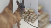 BPFRON Apreende 43,3 Kg de Maconha em Realeza