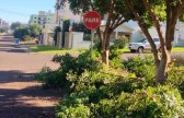 Poda de árvores e manutenção urbana somam 681 atendimentos no primeiro semestre