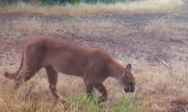 IAT emite alerta após aumento de avistamentos de onças em áreas rurais do Sudoeste