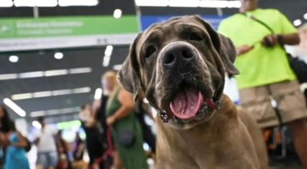 Projeto de lei que estipula pena de 2 a 6 anos a quem matar cão ou gato vai para o Senado