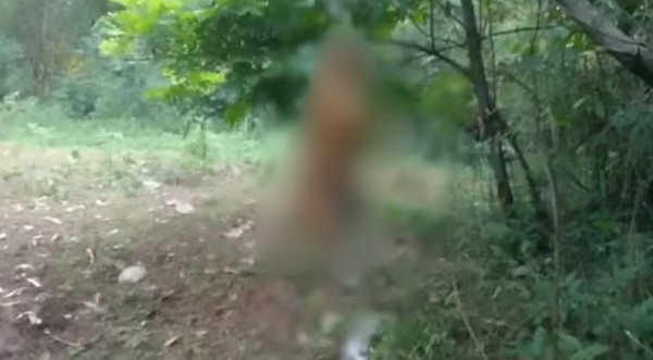 Homem é preso suspeito de enforcar e matar cachorro no Paraná