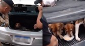 Trio é preso por maus-tratos a cães de caça e porte ilegal de arma no Paraná