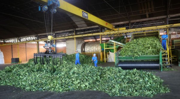Indústria paranaense produz granola com pó de erva-mate