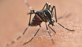 Com a circulação do sorotipo 3 do vírus da dengue, Paraná alerta para casos e cuidados