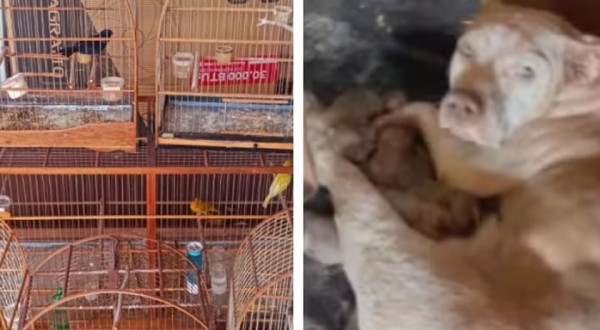 Polícia Civil resgata 70 animais em situação de maus-tratos