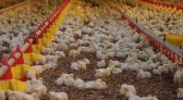 Estado ultrapassa US$ 1,5 bilhão com exportações de carnes no primeiro semestre