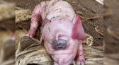 Porco mutante nasce em SC com apenas um olho gigante e sem nariz