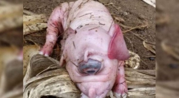 Porco mutante nasce em SC com apenas um olho gigante e sem nariz