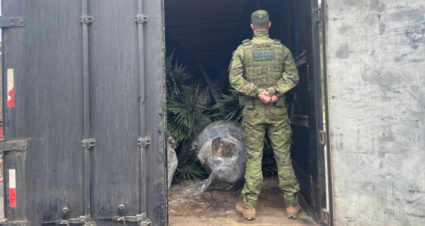 BPFRON apreende carreta com carga ilegal de palmeiras tamareiras