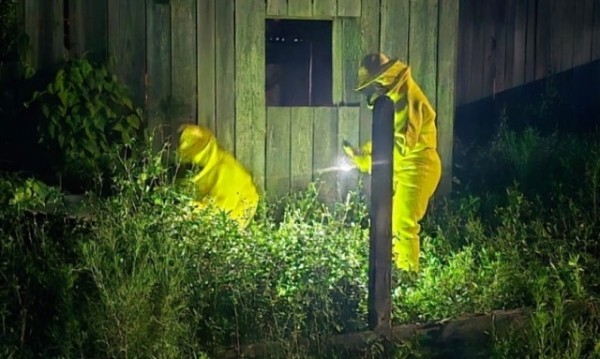 Ataque de abelhas mata cavalo e deixa família isolada dentro de residência