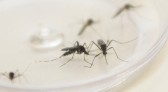 Ministério da Saúde confirma envio emergencial de inseticida para combater o Aedes Aegypti