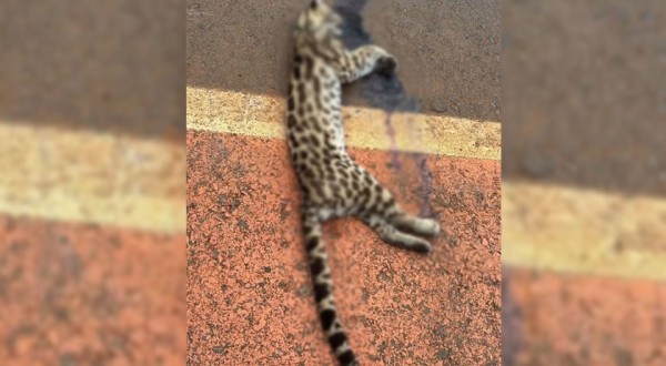 Jaguatirica é encontrada morta em estrada
