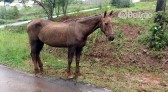 Moradores denunciam maus tratos a cavalo no bairro Sadia