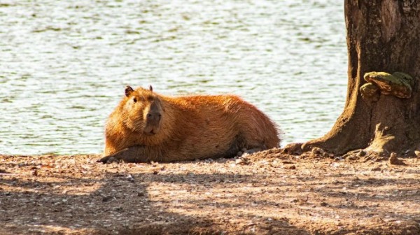 Meio Ambiente orienta beltronenses sobre convívio com capivaras