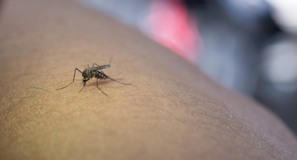 Infecções por Aedes aegypti elevam risco de complicações no parto